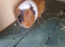Male guinea pigs