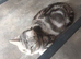 Shorthaired chinchilla Persian female