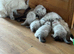 Ragdoll kittens for sale