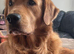 Beautiful Home Raised Golden Retriever Puppies