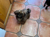 Shitzu puppy for sale