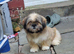 Beautiful 5-Month-Old Sable Female Puppy – Mimi