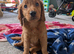 Beautiful f2 labradoodles 1 boy 1 girl left