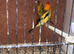 Pair of siberian goldfinches