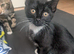 Rehoming our beloved 3 months old kittens