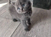 Beautiful bsh