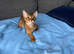 EXCLUSIVE • ABYSSINIAN RUDDY GIRL