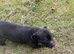 Staffordshire Bull terrier