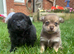 Adorable Doxiepoo x Pomeranian Puppies