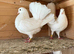 Breeding Pair English Fantails