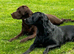HEALTH TESTED KENNEL CLUB REGISTERED STUD