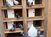 Quality racing pigeons