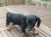 2 boys 3 girls dachshund for sale
