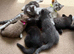 Reduces in price Scottish fold kittens &pound;275 black tabby needs a home