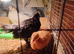 3 x 4 week old chickens for sale