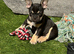 French Bulldog Puppies – 2 Girls – Born 7th June
