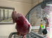 Lutino Galah cockatoo female