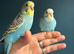 5 Young Semi-Tame Budgies