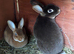 Mini Rex