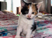 Beautiful calico kitten