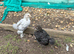 Pekin Bantam Chicks