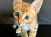 100% Purebred Tica Registered Top Quality Savannah Kittens