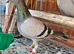 Racing pigeion for sale