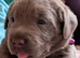 2 Girl Silver Labrador puppies for sale ready 20/9/ 2026