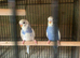 Baby budgies for sale