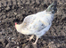 Chicken and 1 cock