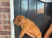 Dogue de bordeaux puppies