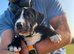 Bulldog x collie black and white