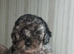 F1B cockapoo 1 male Left