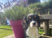 Gorgeous Cavalier Puppies -Now Ready