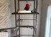 Eclectus parrot Rosie