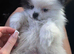 Toy boy pomerian