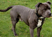 KC registered blue staffy available for stud