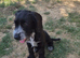 Rehome