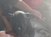 Dutch herder puppy