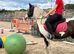 13'3/14h - 8yo - gypsy cob mare