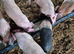 4 Gilt Weaners for sale