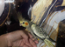 Baby hand reared cockatiels