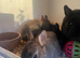 Netherland dwarf babies