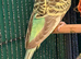 Young Indoor-Raised Budgies perfect pets Cheshire