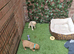 Stunning litter of F1 Goldador puppies