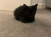 Ragcoon kittens 1 dark brown female left