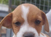 Border terrier X Jack Russell
