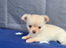 2 gorgeous little coat Chihuahua puppies