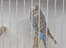 Colour Budgies