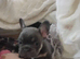 French bulldog pups, 2 x boys
